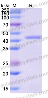 Recombinant Human SUCLA2 Protein, N-His