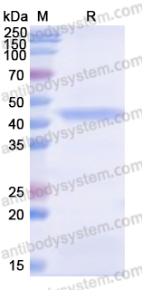 Recombinant Human EIF2B4 Protein, N-His