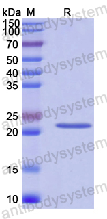 Recombinant Human TFG Protein, N-His-SUMO