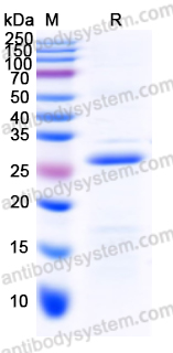 Recombinant Human KLK5 Protein, N-His