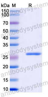 Recombinant Human TMEFF1 Protein, N-His