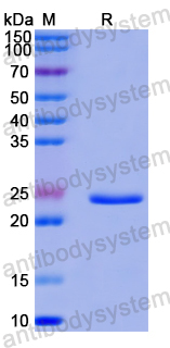 Recombinant Human RNF6 Protein, N-His-SUMO