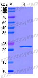 Recombinant Human BIRC7 Protein, N-His-SUMO