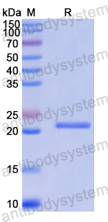Recombinant Human LRR1 Protein, N-His