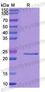 Recombinant Human MAGEC2 Protein, N-His