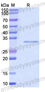 Recombinant Human MCM8 Protein, N-His