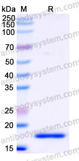 Recombinant Human MYDGF Protein, N-His
