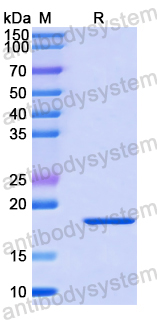 Recombinant Human MYOZ1 Protein, N-His-SUMO