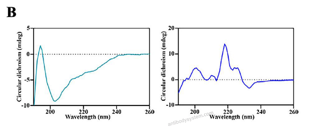 Bioactivity for Recombinant Human VAMP8 Protein, N-His-SUMO & C-Strep ?>
