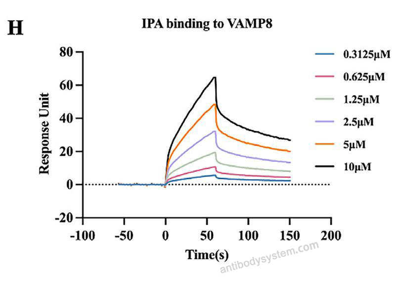 Surface Plasmon Resonance for Recombinant Human VAMP8 Protein, N-His-SUMO & C-Strep ?>