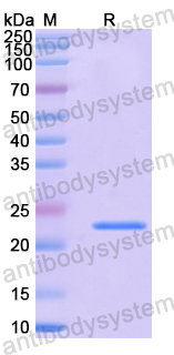 Recombinant Human MRPL13 Protein, N-His