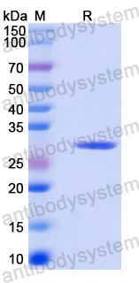 Recombinant Human SETX/ALS4/SCAR1 Protein, N-His