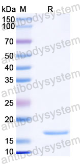 Recombinant Human DNAJC5/CLN4 Protein, N-His