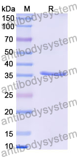 Recombinant Human CADM3/NECL-1/TSLL1 Protein, N-His