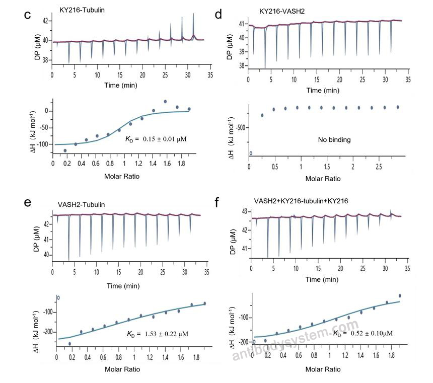 Bioactivity for Recombinant Human VASH2/Vasohibin-2 Protein, N-His-SUMO ?>