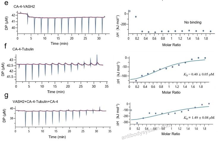 Bioactivity for Recombinant Human VASH2/Vasohibin-2 Protein, N-His-SUMO ?>