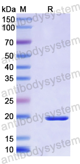 Recombinant Human GOLGA1 Protein, N-His-SUMO