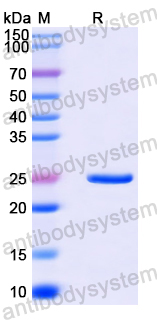 Recombinant Human Pinin/PNN/DRSP Protein, N-His