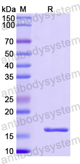 Recombinant Human DMAP1 Protein, N-His