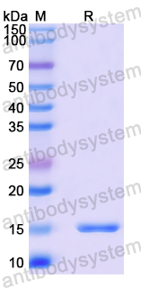 Recombinant Human ADAMTSL4 Protein, N-His