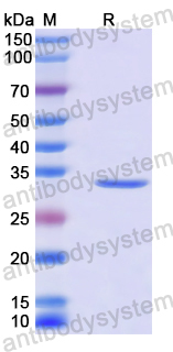 Recombinant Human MRFAP1 Protein, N-GST & C-His