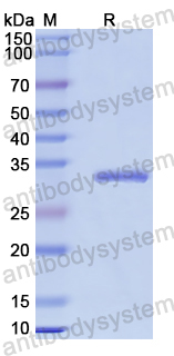 Recombinant Human TOMM22 Protein, N-GST & C-His