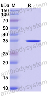Recombinant Human NRSN2 Protein, N-GST & C-His