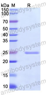 Recombinant Human INTS13 Protein, N-His