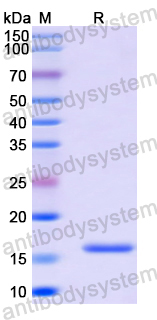 Recombinant Human GORAB Protein, N-His
