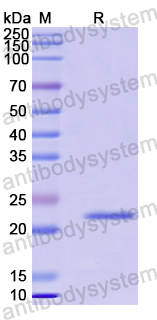 Recombinant Human DEPTOR Protein, N-His-SUMO
