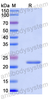 Recombinant Human MICOS13 Protein, N-His-SUMO