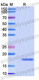 Recombinant Human CREB3L2 Protein, N-His