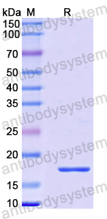Recombinant Human ARID3A Protein, N-His