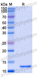 Recombinant Human CRNN Protein, N-His