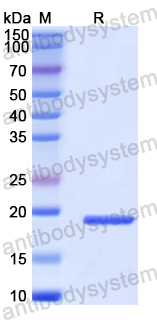 Recombinant Human ZMAT3 Protein, N-His-SUMO