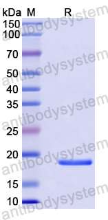 Recombinant Human BCL7B Protein, N-His-SUMO