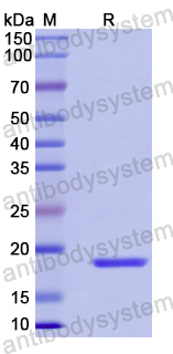 Recombinant Human CERS2 Protein, N-His-SUMO