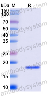 Recombinant Human AGTRAP Protein, N-His-SUMO