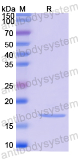 Recombinant Human TP53INP1 Protein, N-His-SUMO