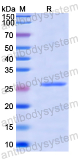 Recombinant Human SMTNL1 Protein, N-His-SUMO