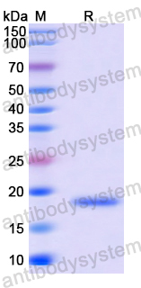 Recombinant Human PPDPF Protein, N-His-SUMO