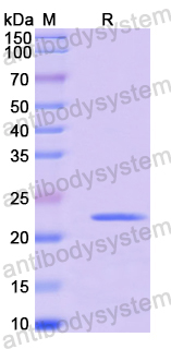 Recombinant Human CISD1 Protein, N-His-SUMO