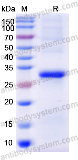 Recombinant Human TMLHE Protein, N-His