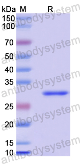 Recombinant Human ACTR5 Protein, N-His