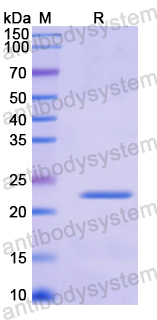 Recombinant Human MUL1 Protein, N-His