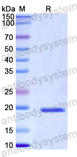 Recombinant Human OXR1 Protein, N-His