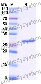 Recombinant Human HLA-DRA Protein, C-strep