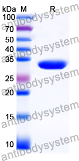 Recombinant Human MR1 Protein, C-Avi