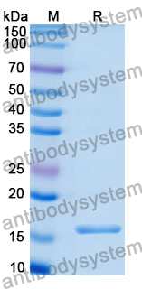 Recombinant Human ALG13 Protein, N-His