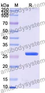 Recombinant Human GPR107 Protein, N-His
